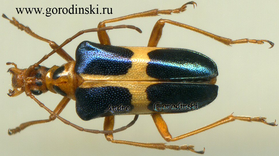 http://www.gorodinski.ru/cerambyx/Rhondia sp.jpg